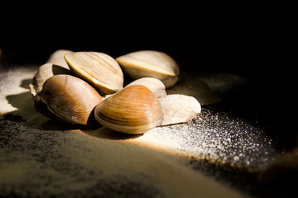 commercial, food, clams, seasalt, Gloucester, Boston